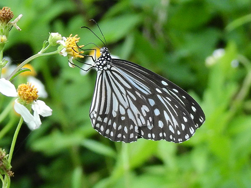アサギマダラは渡りをするすごい蝶！半透明のはねも美しい