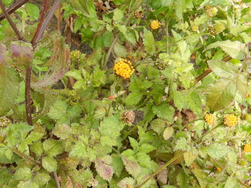 f:id:kkamedev:20191108011951j:plain コセンダングサ