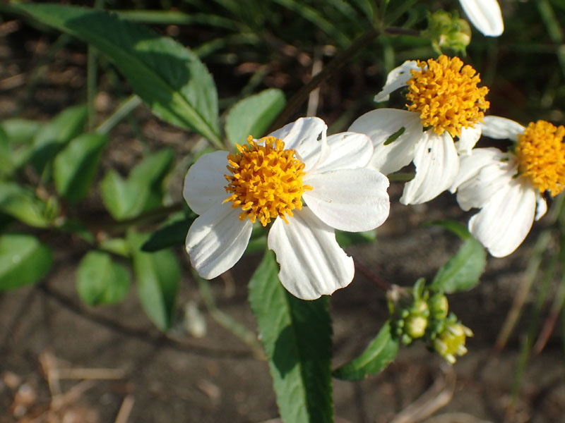 f:id:kkamedev:20191108012356j:plain シロバナセンダングサ