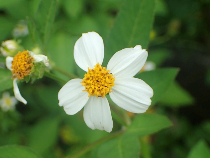 f:id:kkamedev:20191108012758j:plain タチアワユキセンダングサ