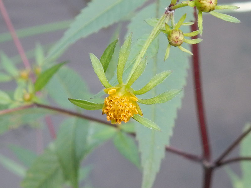 f:id:kkamedev:20191108015459j:plain アメリカセンダングサ