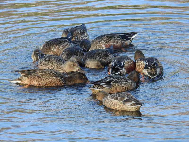 ハシビロガモ 渦巻き採食