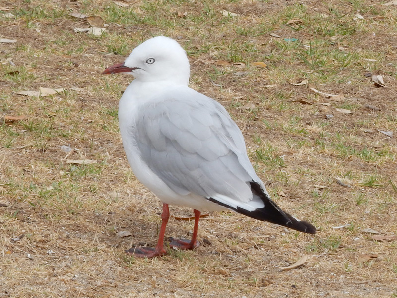 アカハシギンカモメ