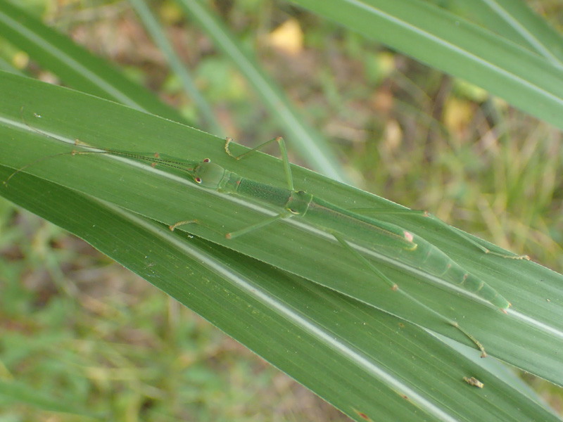 ヤスマツトビナナフシ