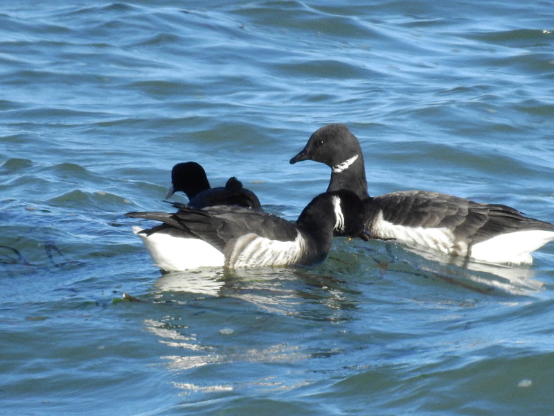 オオバン コクガン