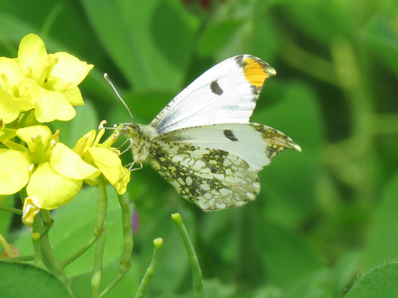 ツマキチョウ オス
