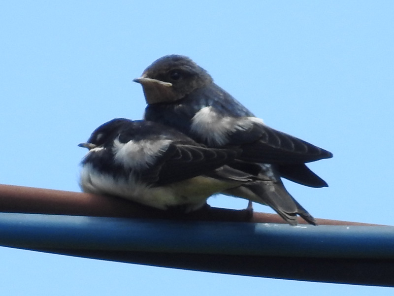 ツバメ 幼鳥