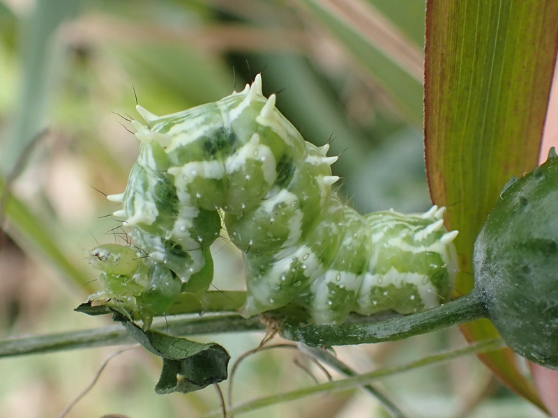 ウリキンウワバ 幼虫