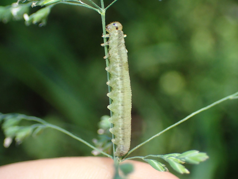 ルリチュウレンジ 青く輝くハチ 美しい虫は身近な場所に結構いる ネイチャーエンジニア いきものブログ