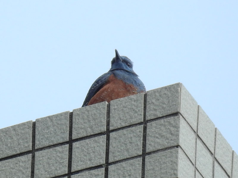 イソヒヨドリ