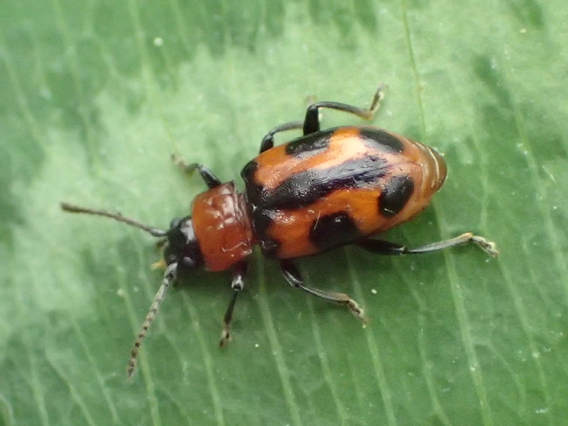 ヨツボシテントウダマシ
