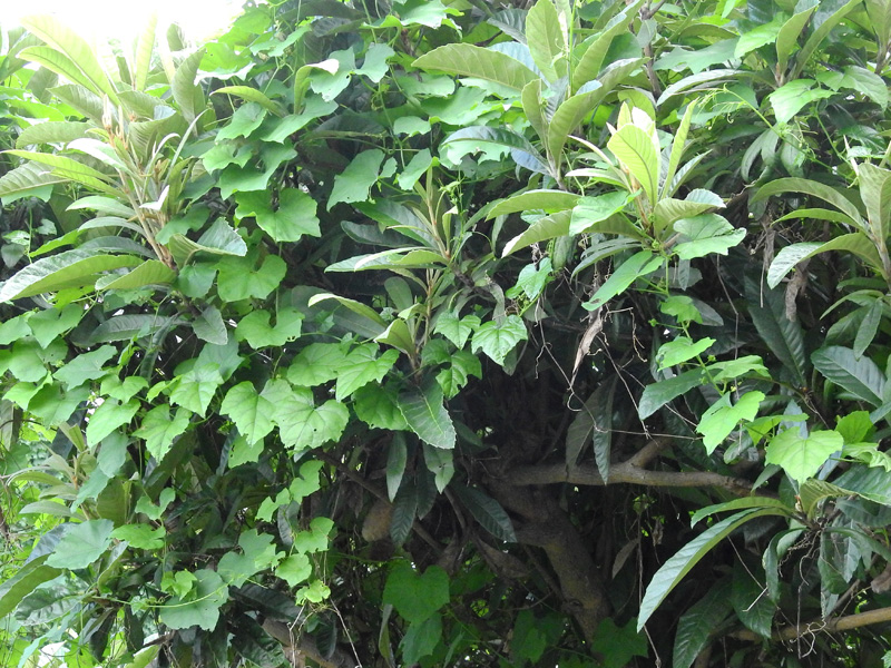 カラスウリとキカラスウリ 夜に花を咲かせるつる性植物 ネイチャーエンジニア いきものブログ