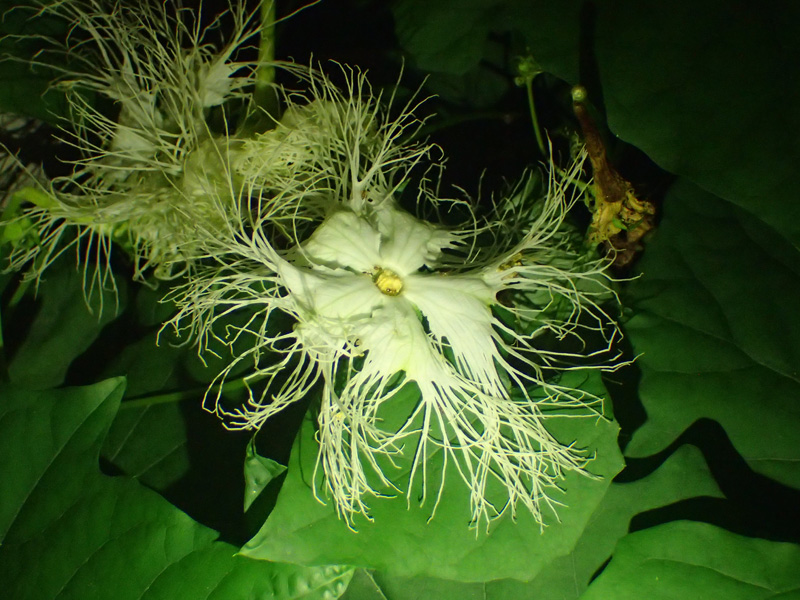 カラスウリとキカラスウリ 夜に花を咲かせるつる性植物 ネイチャーエンジニア いきものブログ