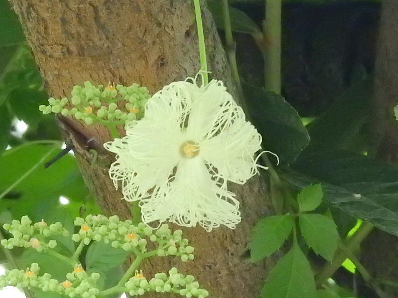 カラスウリとキカラスウリ 夜に花を咲かせるつる性植物 ネイチャーエンジニア いきものブログ