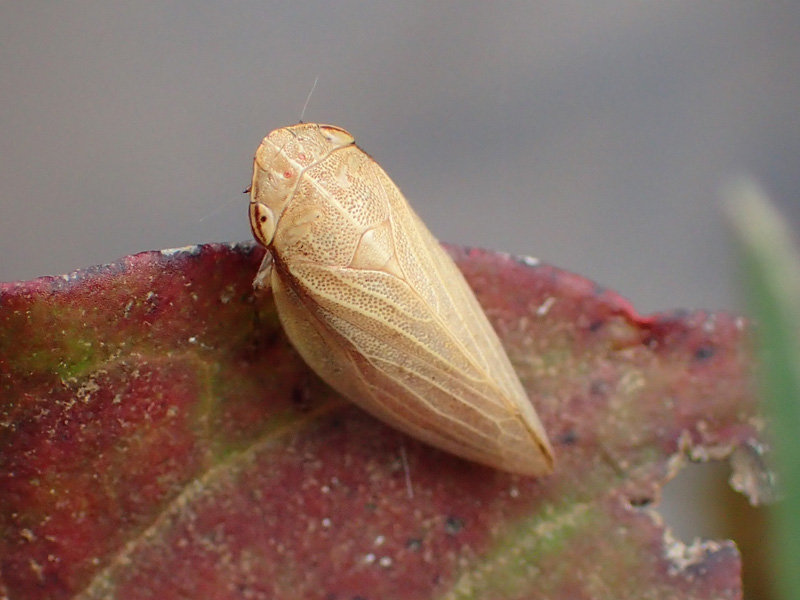 ハマベアワフキ