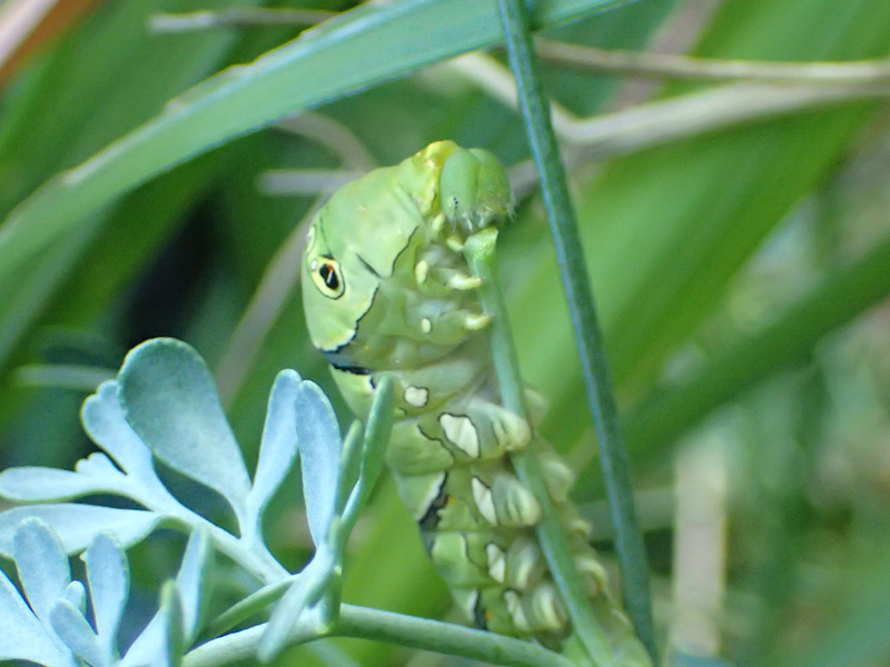 ナミアゲハ 終齢幼虫