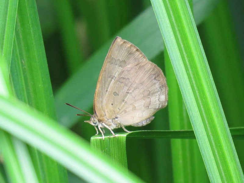 シジミチョウの種類と魅力 シジミ貝のようなはねを持つかわいい蝶たち ネイチャーエンジニア いきものブログ