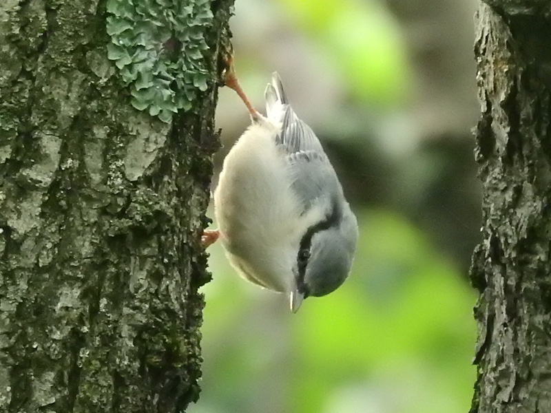 シロハラゴジュウカラ