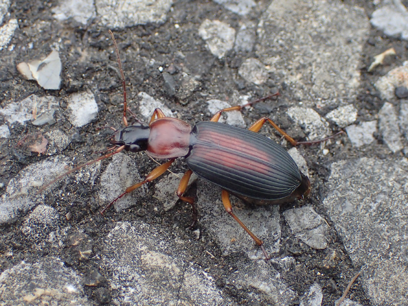 セアカヒラタゴミムシ