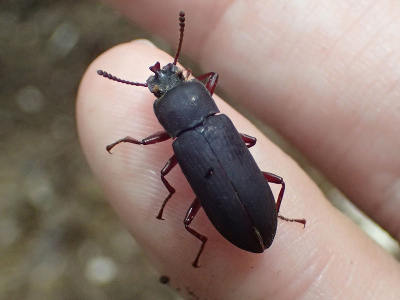 ミツノゴミムシダマシ