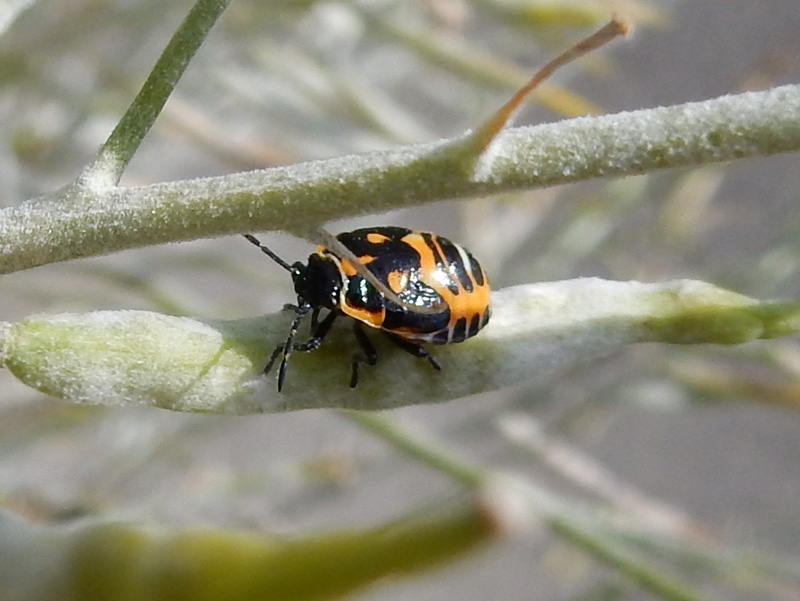 f:id:kkamedev:20201020103442j:plain ナガメ 幼虫