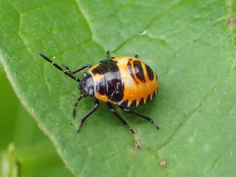 f:id:kkamedev:20201020104023j:plain ヒメナガメ 幼虫