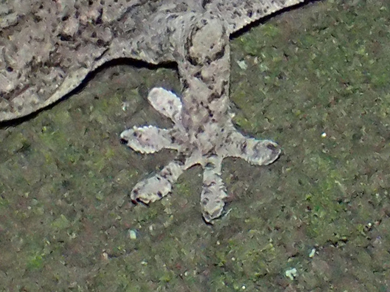 ニホンヤモリ 指