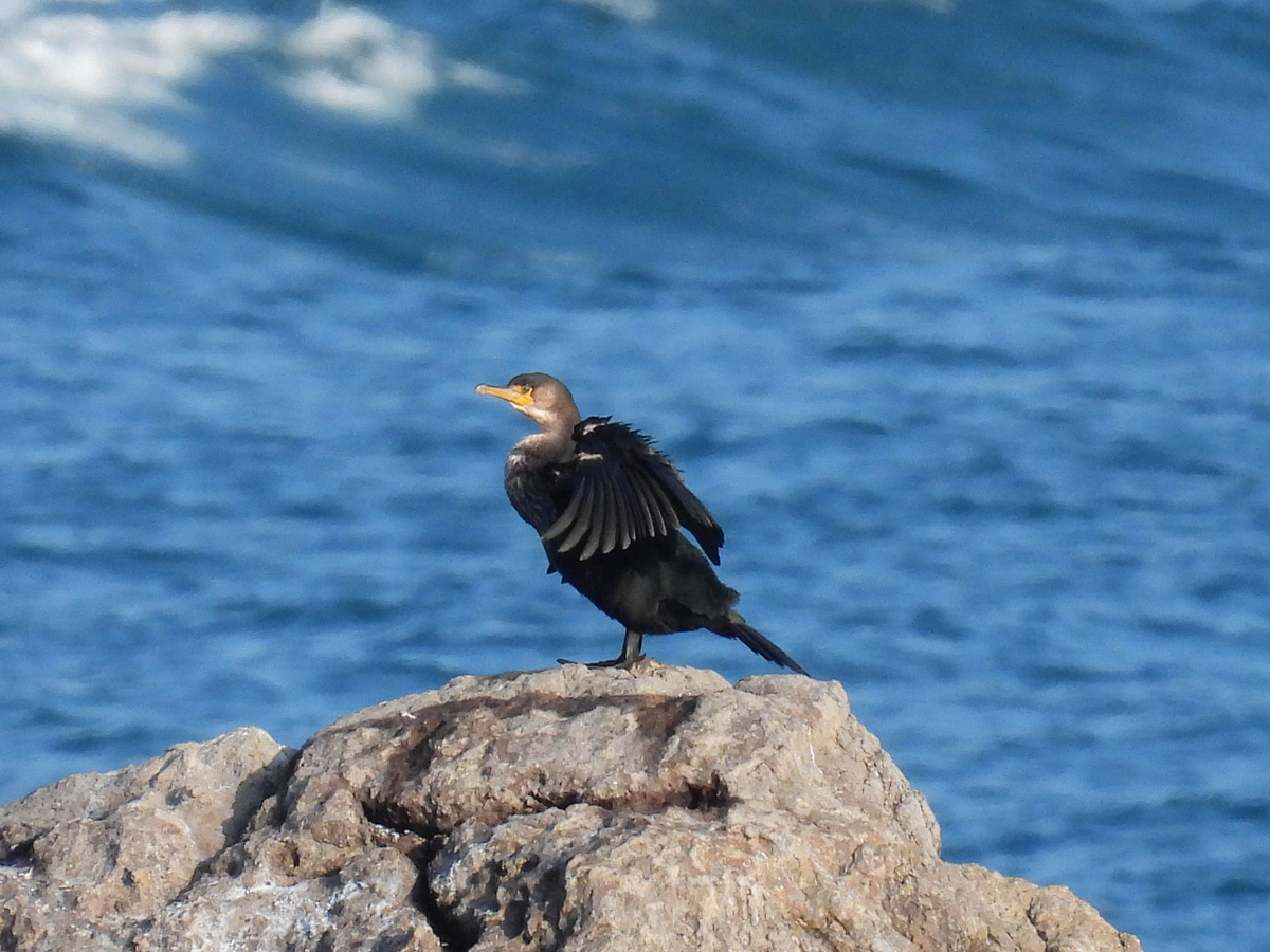 COOLPIX P950 4000mm