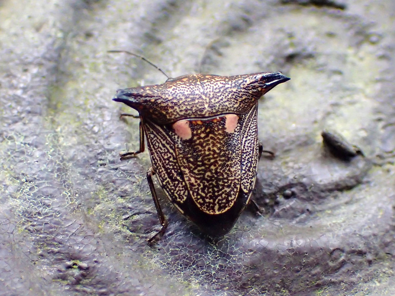 ウシカメムシ