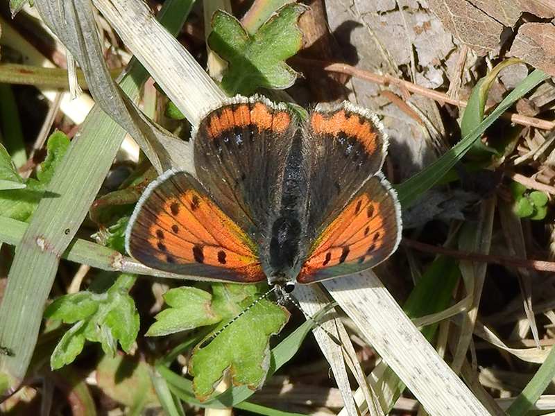 ベニシジミ 春型