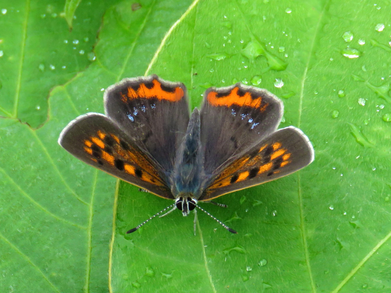 ベニシジミ 夏型