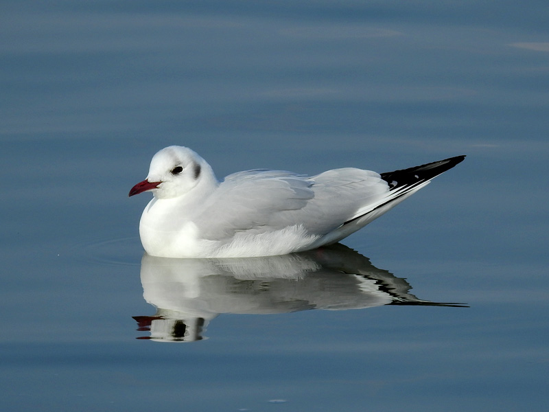 ユリカモメは都民の鳥に指定されているカモメ 夏羽の姿も面白い ネイチャーエンジニア いきものブログ ユリカモメは都民の鳥に指定されているカモメ 夏羽の姿も面白い ネイチャーエンジニア いきものブログ