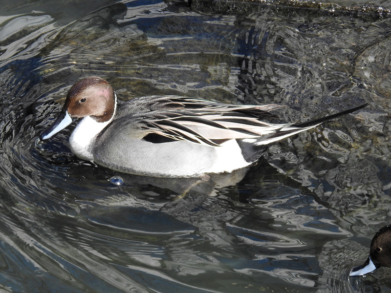 鴨 カモ の種類と魅力 カモは地味な野鳥ではない 実は個性的で面白い姿を持つ ネイチャーエンジニア いきものブログ