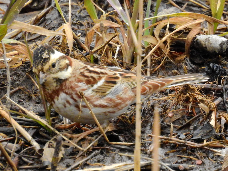 カシラダカは頭部の冠羽が特徴的な鳥 似ている鳥との見分け方も紹介 ネイチャーエンジニア いきものブログ