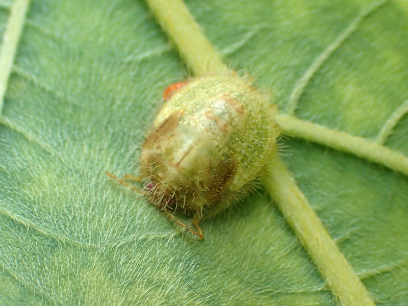 マルカメムシ 幼虫
