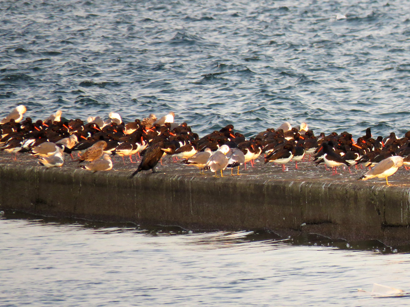 ミヤコドリ 三番瀬 東京湾