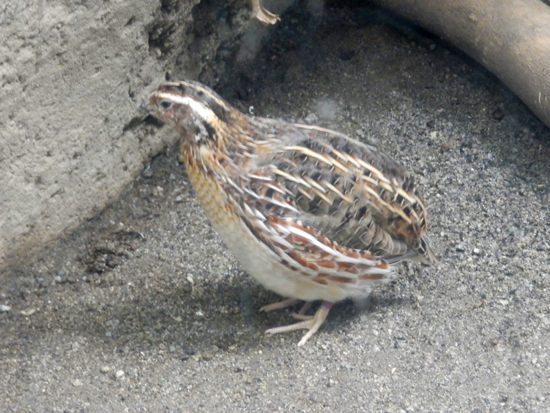 ウズラ