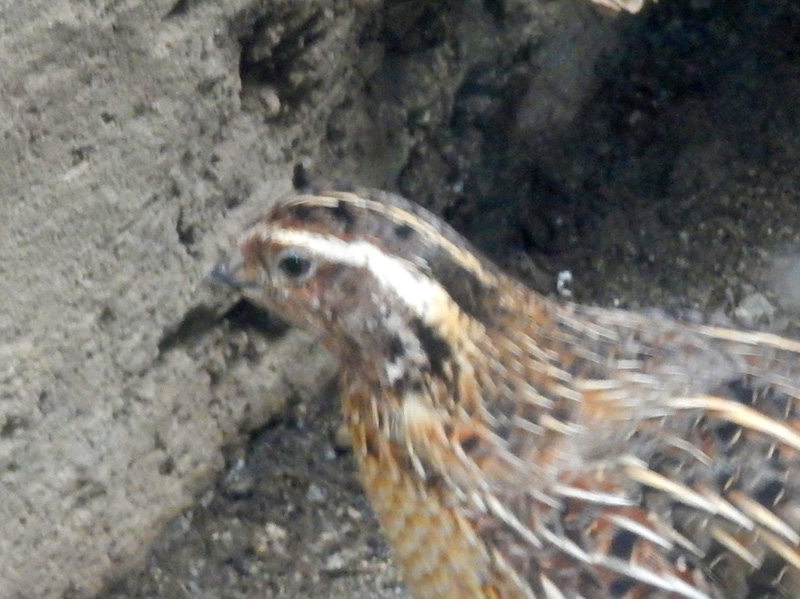 ウズラ