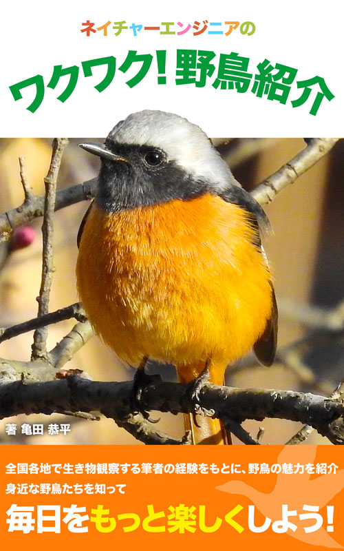 ネイチャーエンジニアのワクワク！野鳥紹介