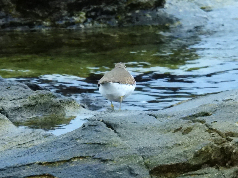 イソシギ