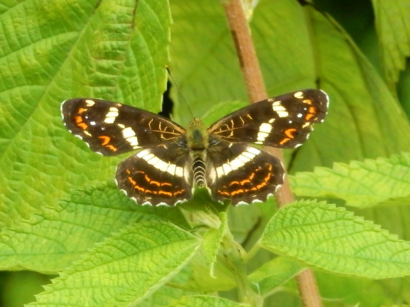 サカハチチョウ 夏型
