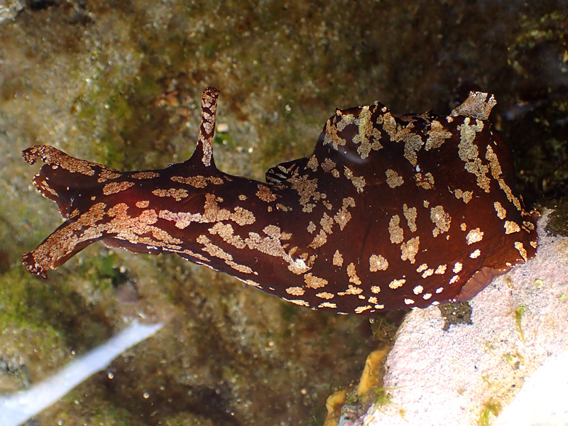 アメフラシの種類と魅力 大きくてかわいらしい磯の貝たち ネイチャーエンジニア いきものブログ