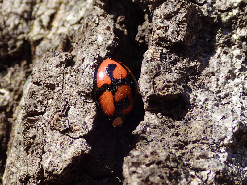 カメノコハムシ