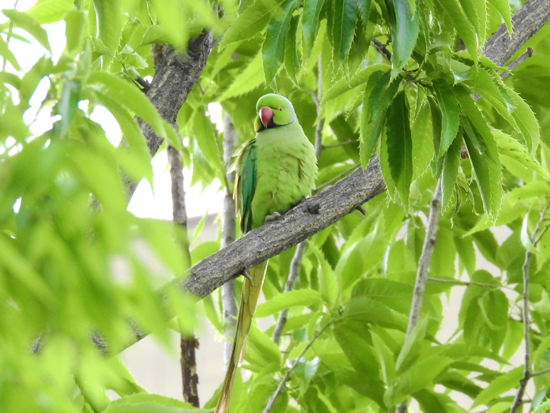 ワカケホンセイインコ オス