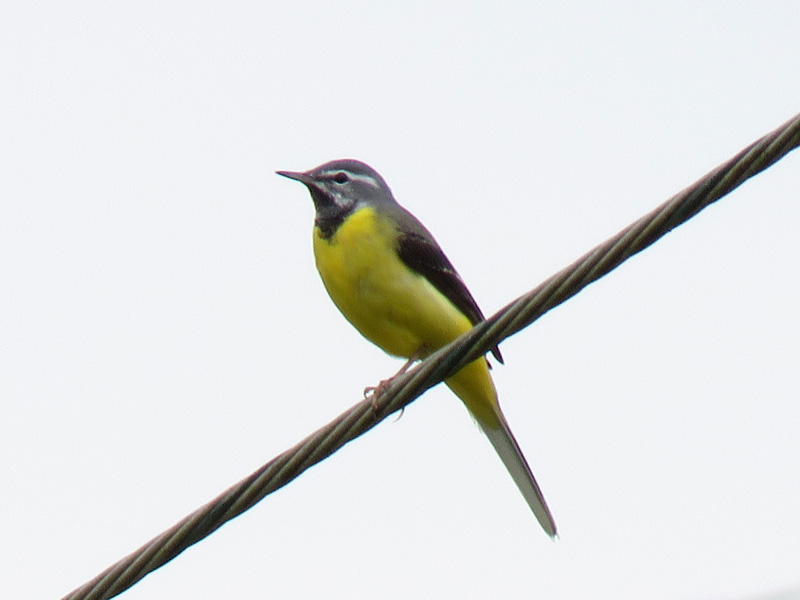 キセキレイ オス