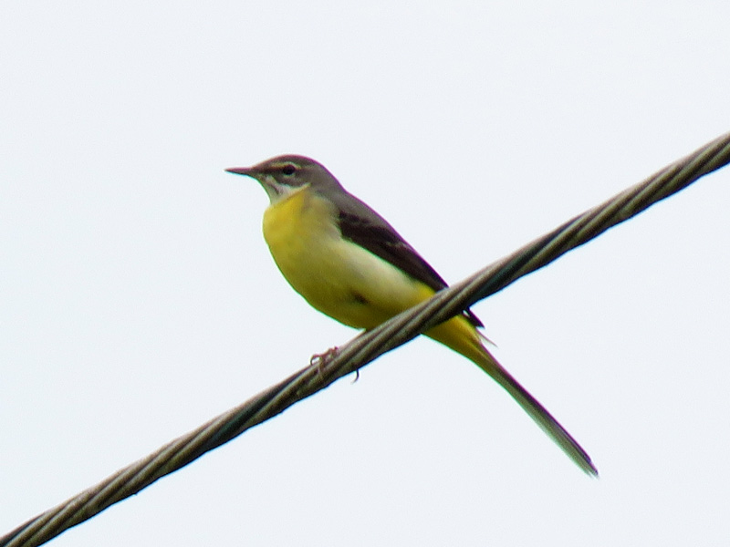 キセキレイ メス