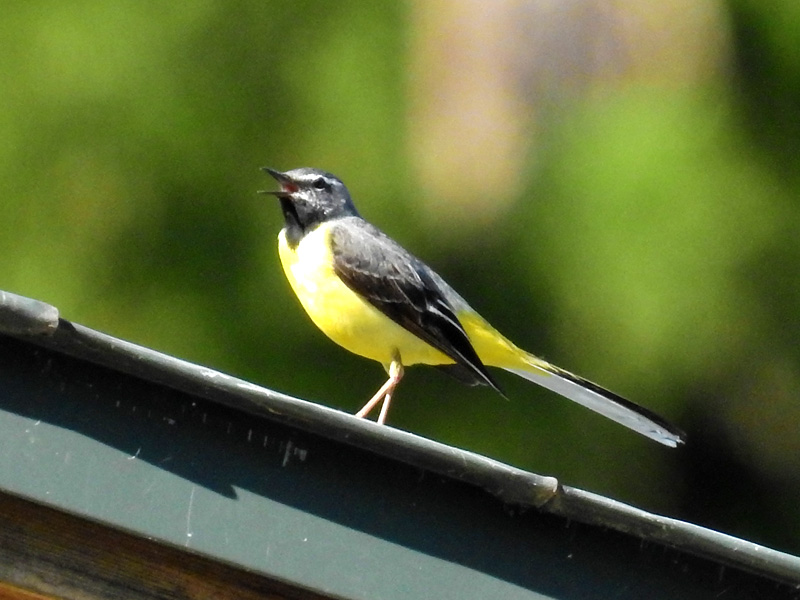 キセキレイ オス