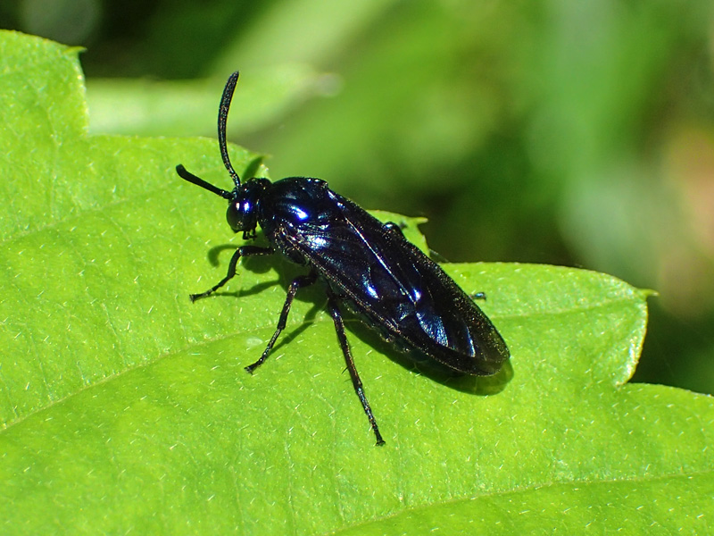 ルリチュウレンジ 青く輝くハチ 美しい虫は身近な場所に結構いる ネイチャーエンジニア いきものブログ