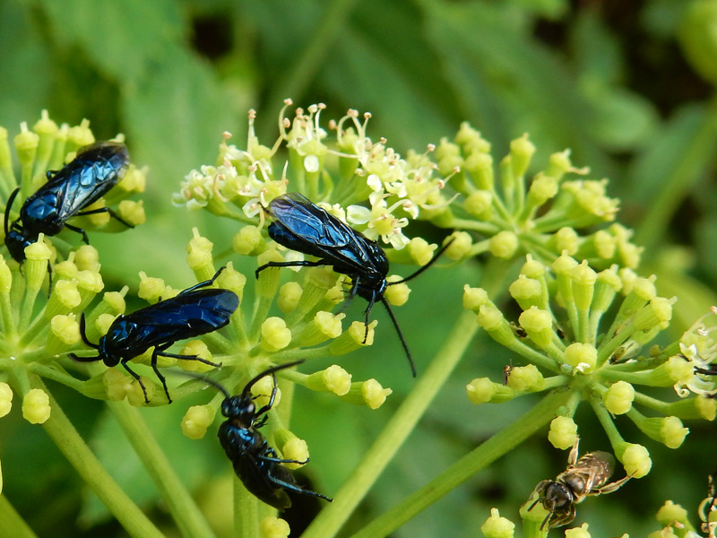 ルリチュウレンジ 青く輝くハチ 美しい虫は身近な場所に結構いる ネイチャーエンジニア いきものブログ