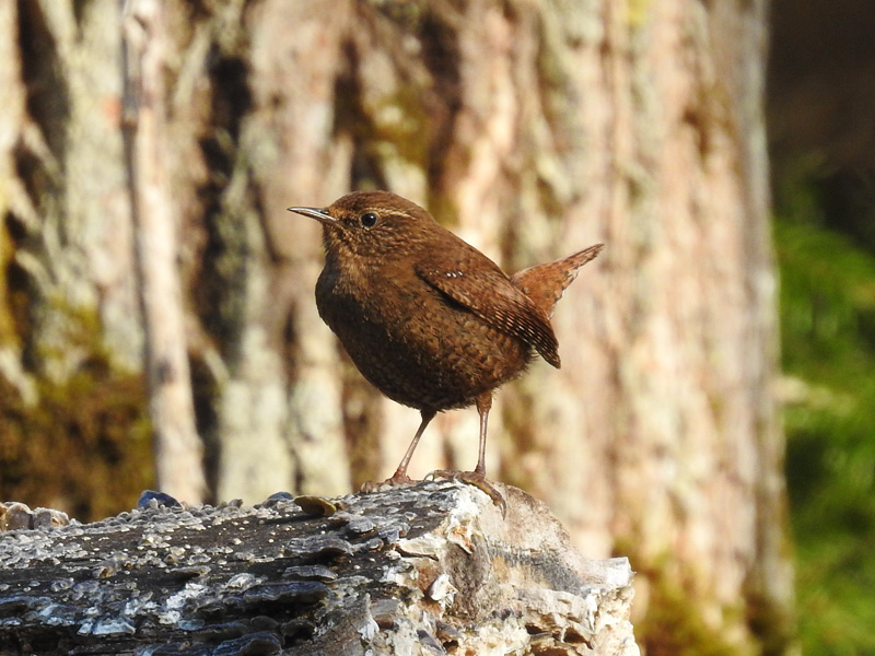 ミソサザイ 日本最小級なのに王様と呼ばれる鳥 鳴き声もすごい ネイチャーエンジニア いきものブログ ミソサザイ 日本最小級なのに王様と呼ばれる鳥 鳴き声もすごい ネイチャーエンジニア いきものブログ